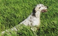 Setter Anglais NASH DU POULIT SAN DANIS Setter Anglais NASH DU POULIT SAN DANIS